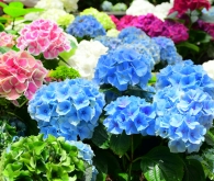 Hydrangea